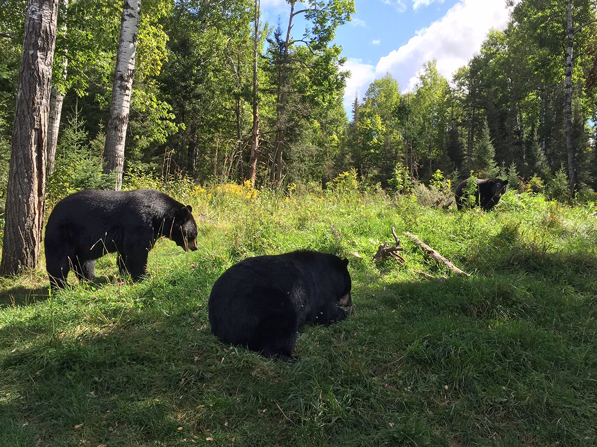 Lucky, Holly and Tasha
