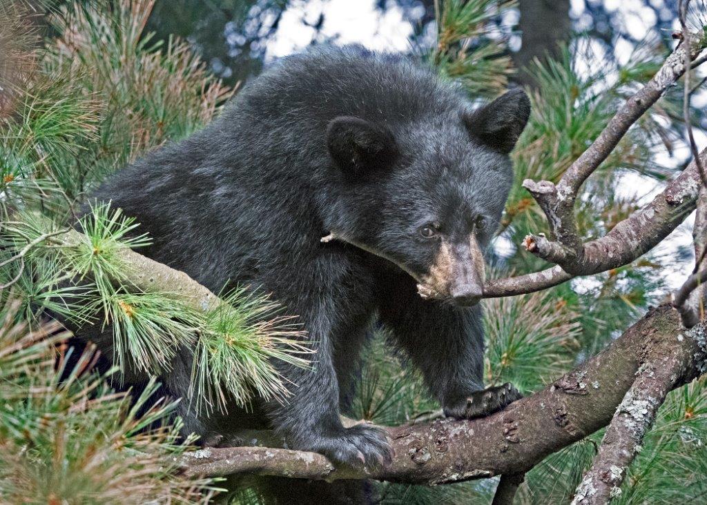 Samantha's female cub