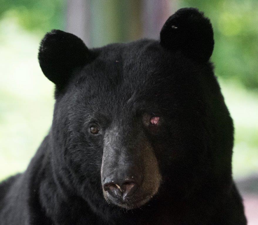 One-eyed Jack - July 9, 2016