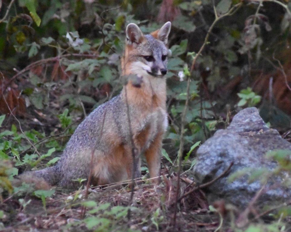 Gray Fox