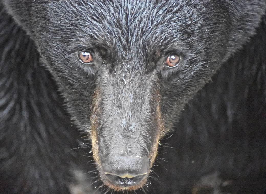 Adolescent Bear at WRI