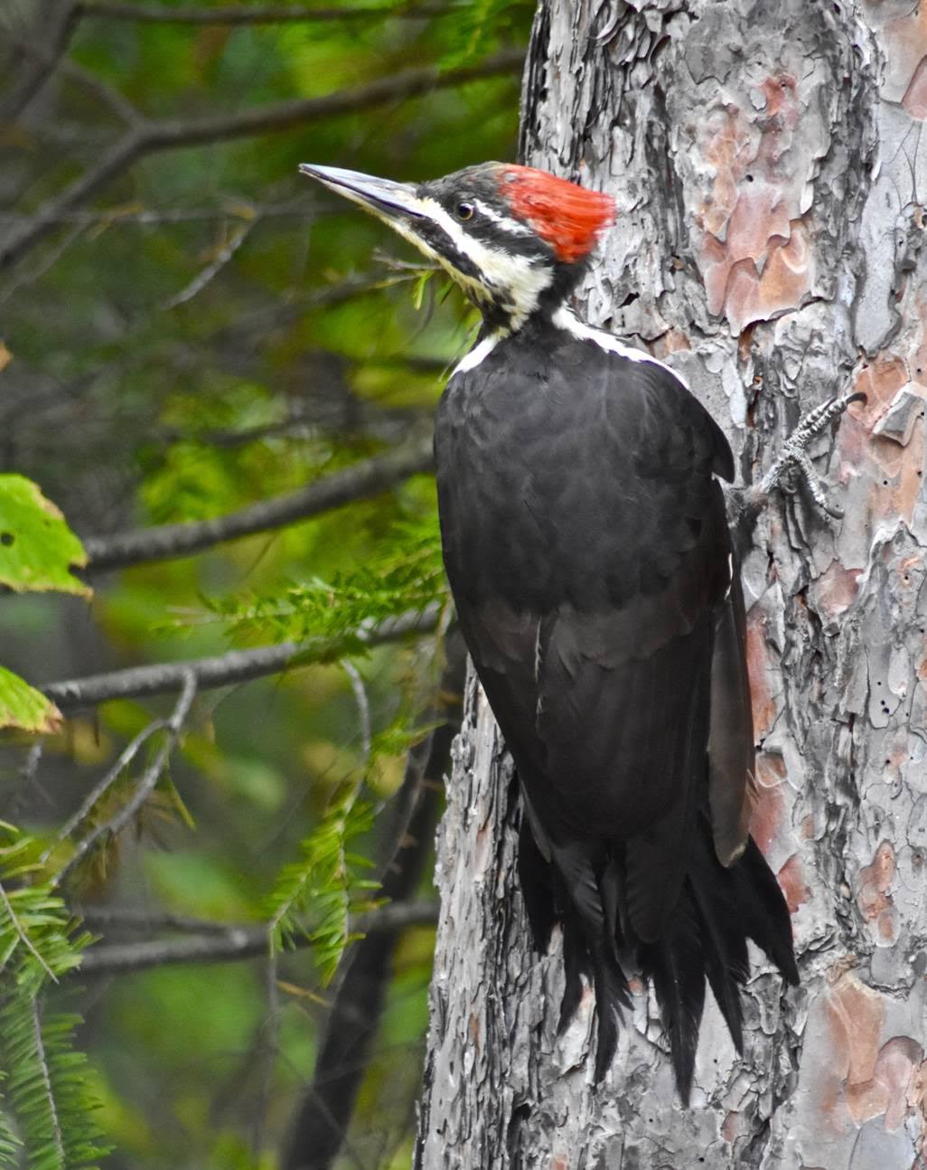 Pileated Woodpecker