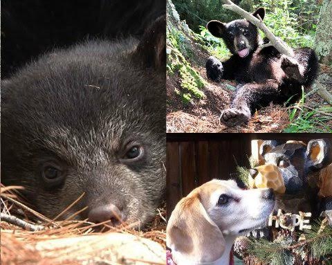 Hope collage by a Lily Fan