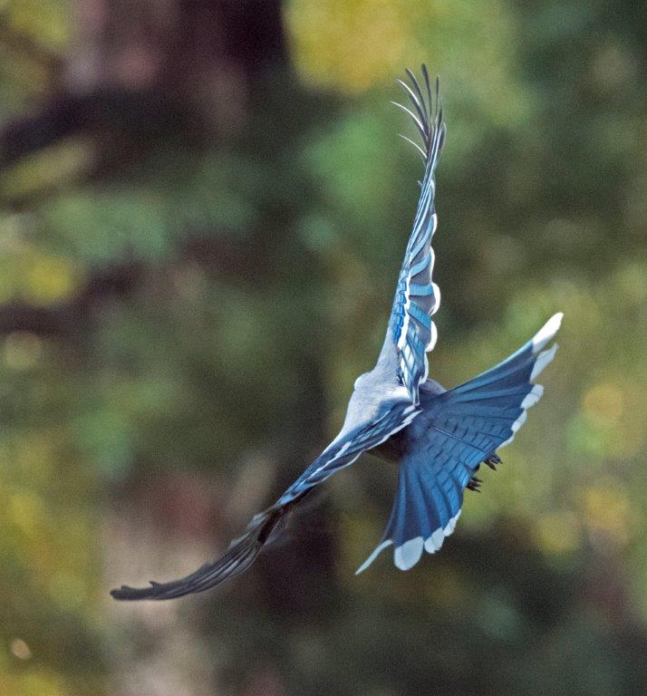 Blue jay flying