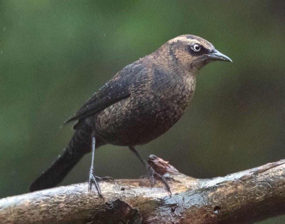 Rusty blackbird