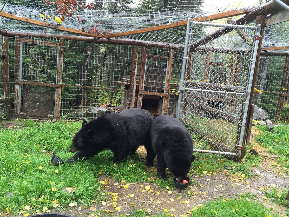 Lucky and Holly at dinnertime