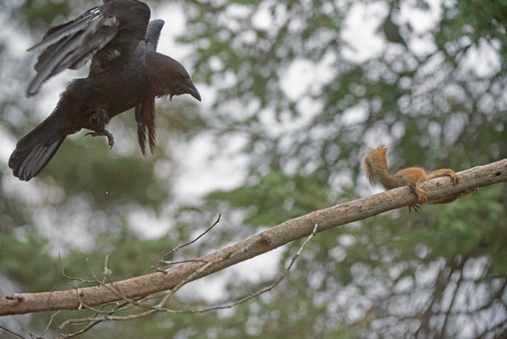 Crow vs Squirrel