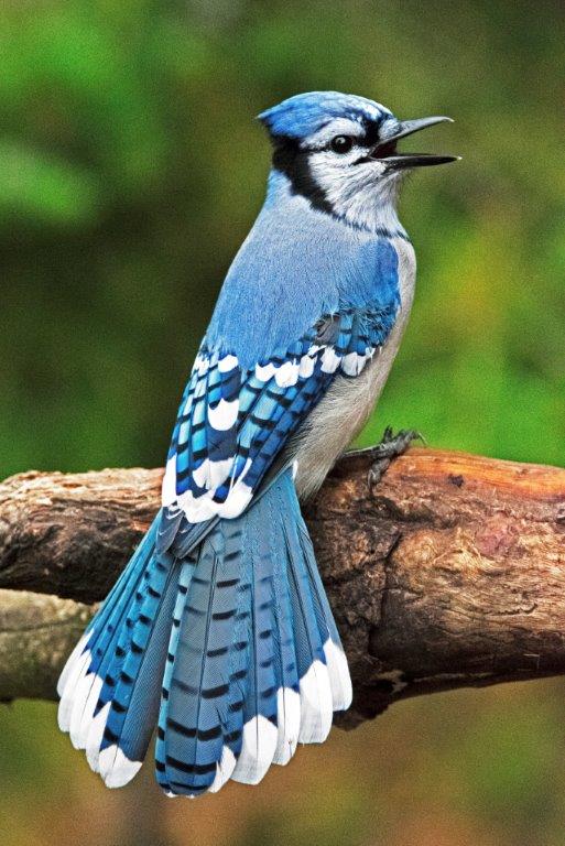 Bluejay