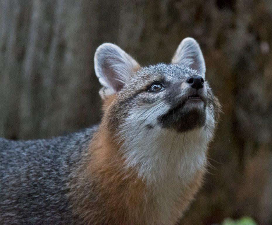 Gray fox looking up