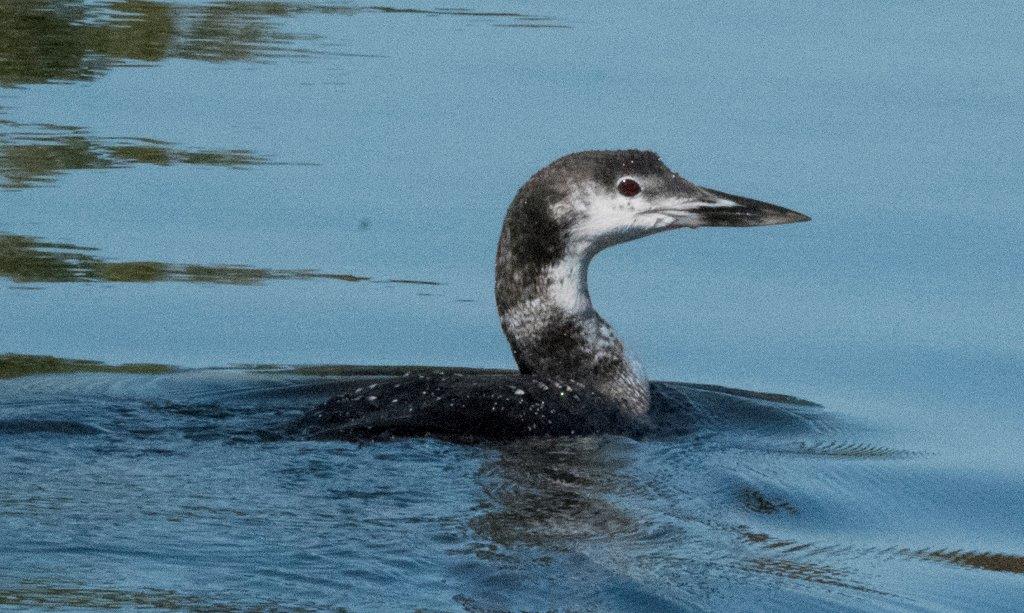 Loon molting
