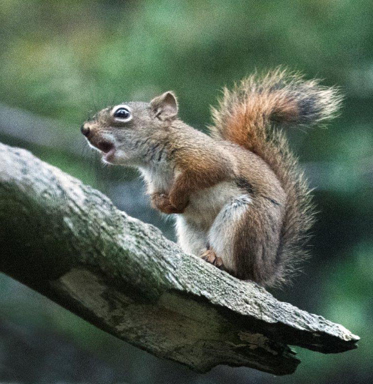 Red squirrel