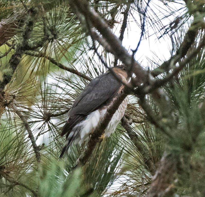 Sharp-Shinned hawk