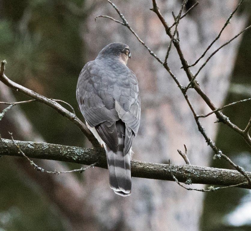 Sharp-Shinned hawk