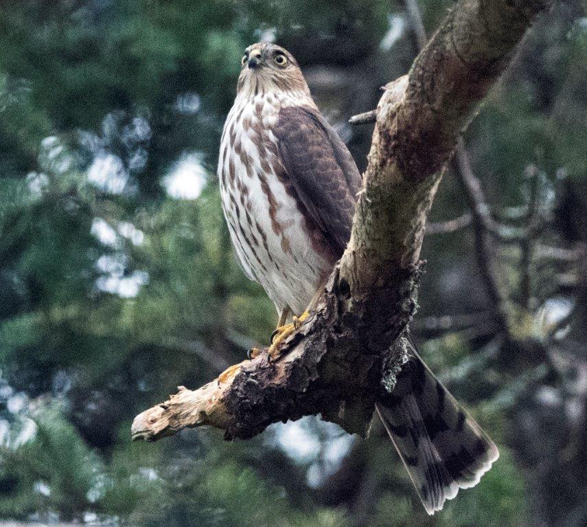 Sharp-Shinned hawk