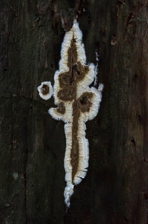 Tree Fungus Spectre