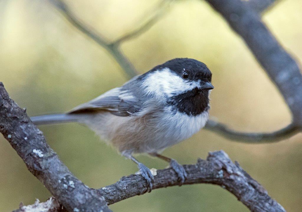 Chickadee