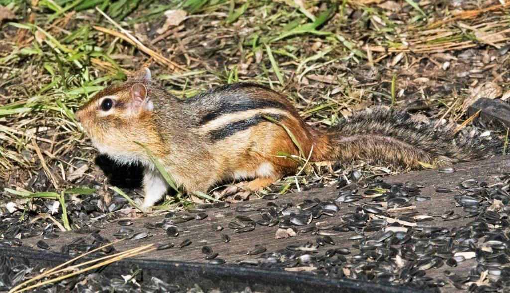 Eastern chipmunk