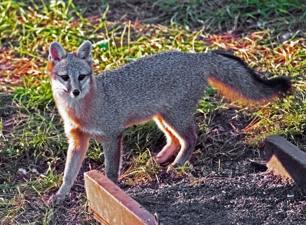  Hello gray fox