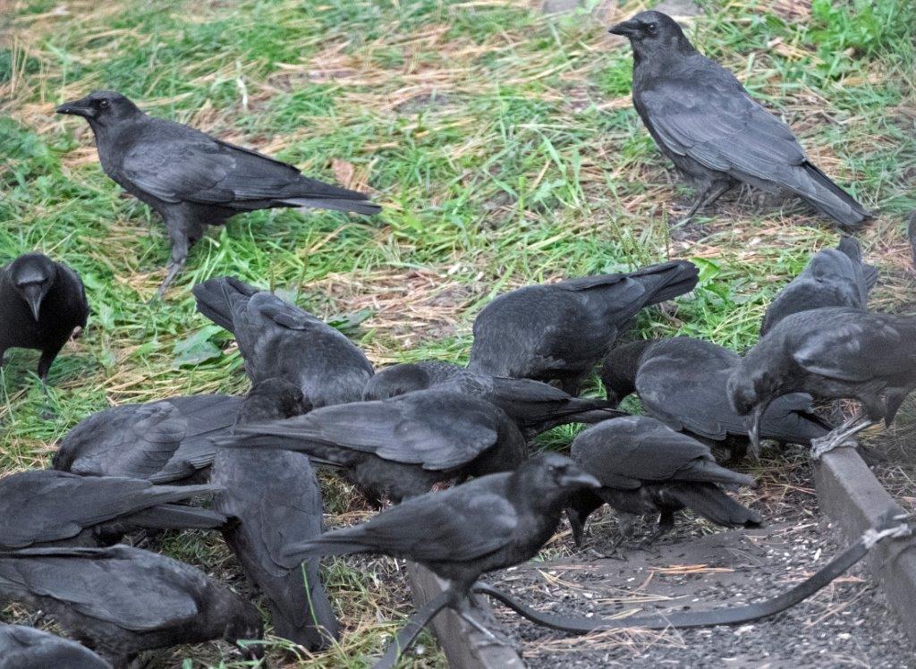 Crows