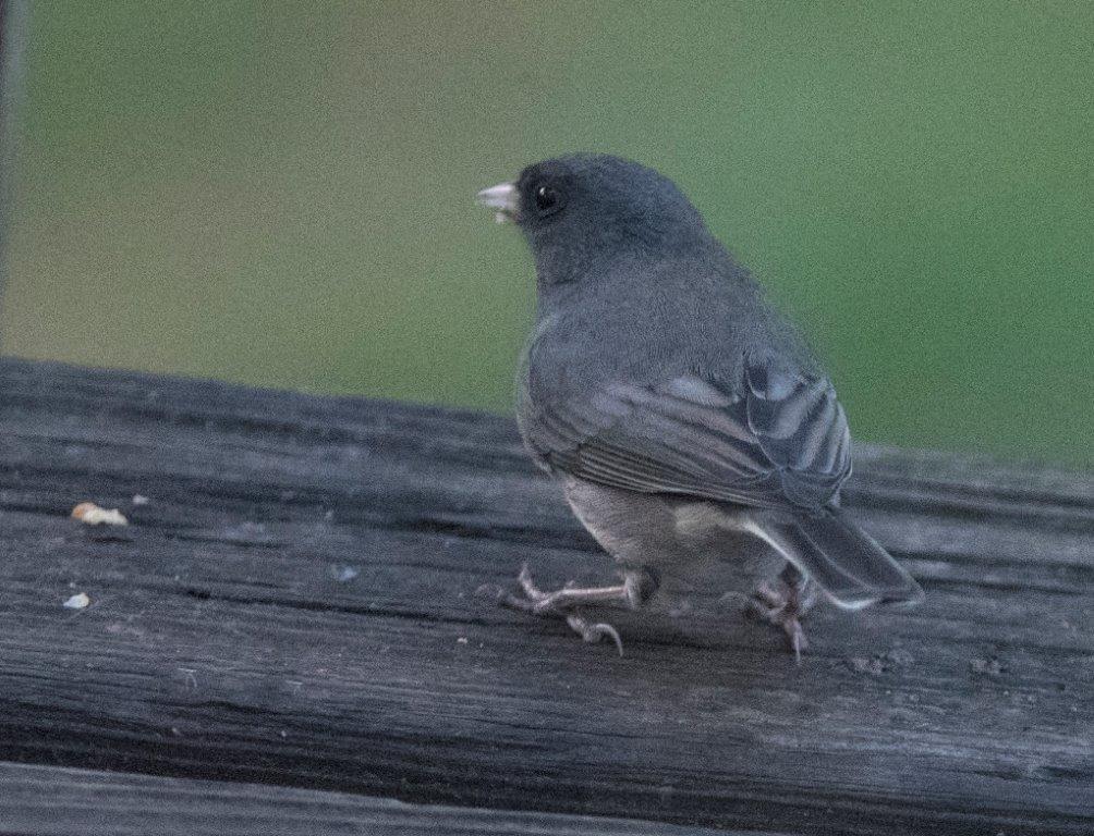 Dark-eyed junco