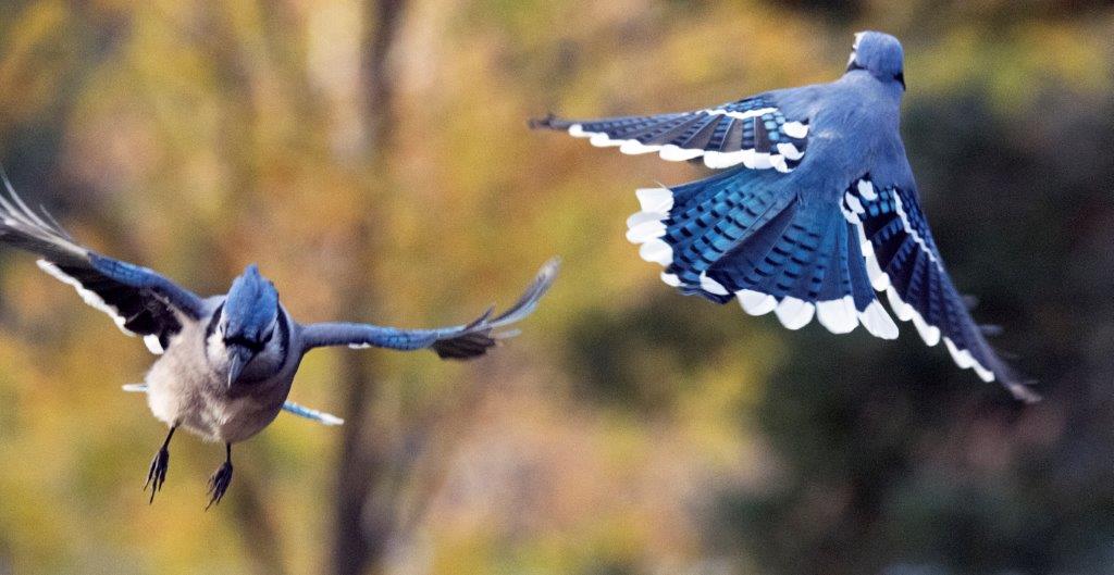 Blue jays