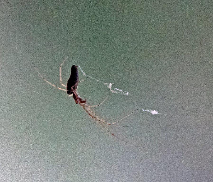 Long Jawed Orbweaver