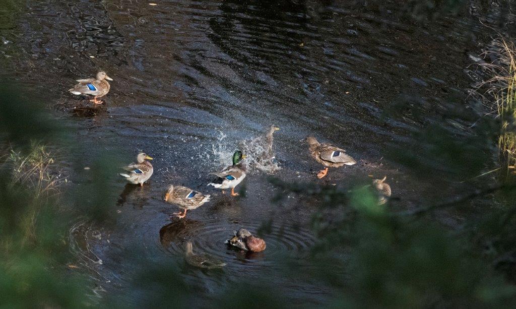 Mallards on the mud flat