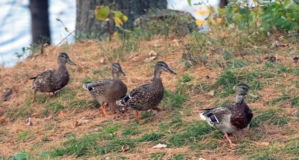 Mallards in a row