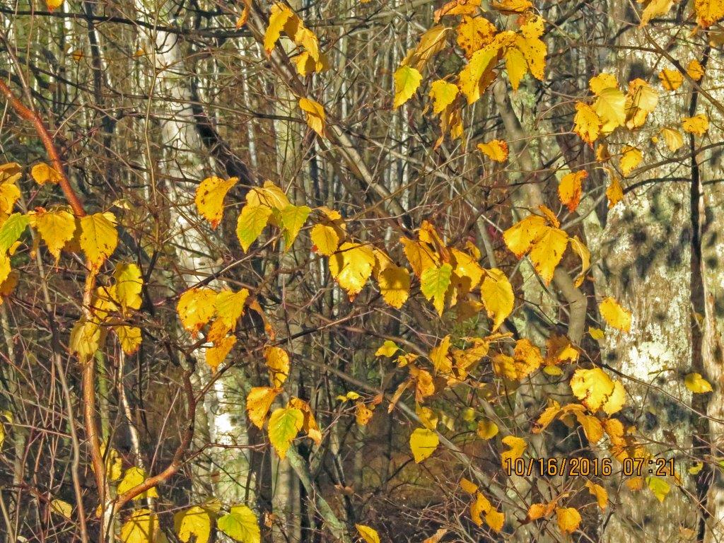 Hazel leaves