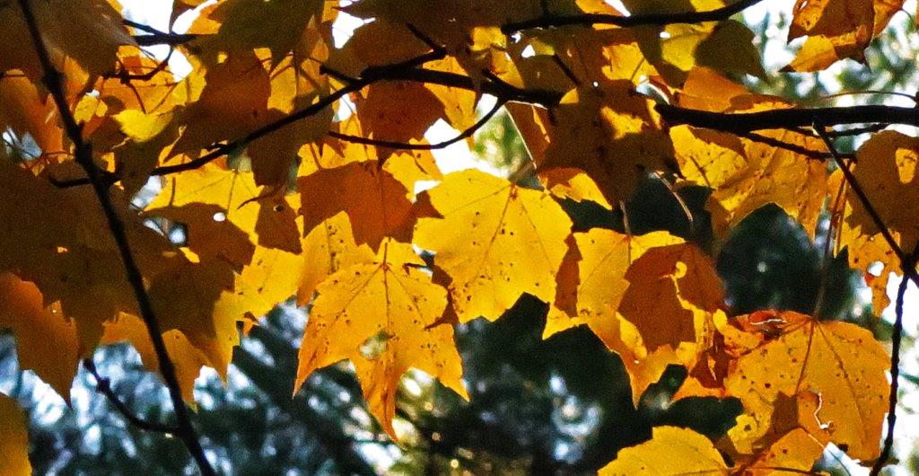 Red maple leaves