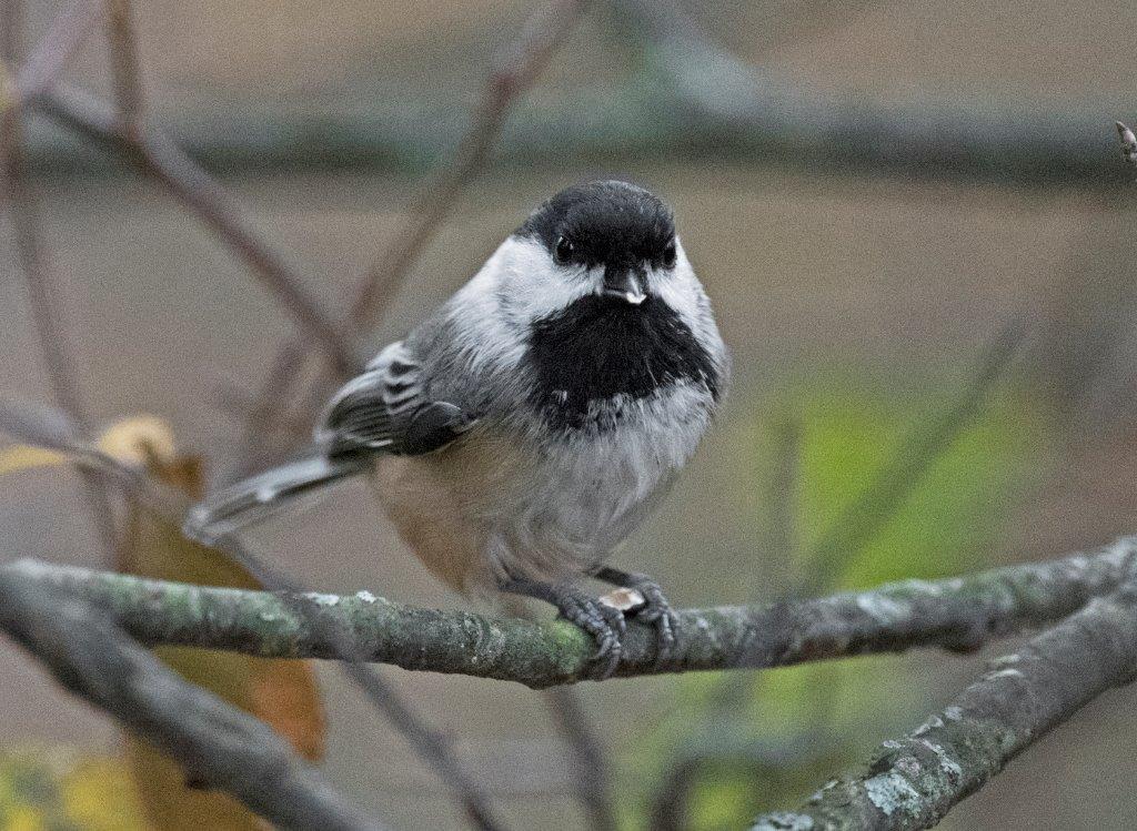 Black-capped chickadee