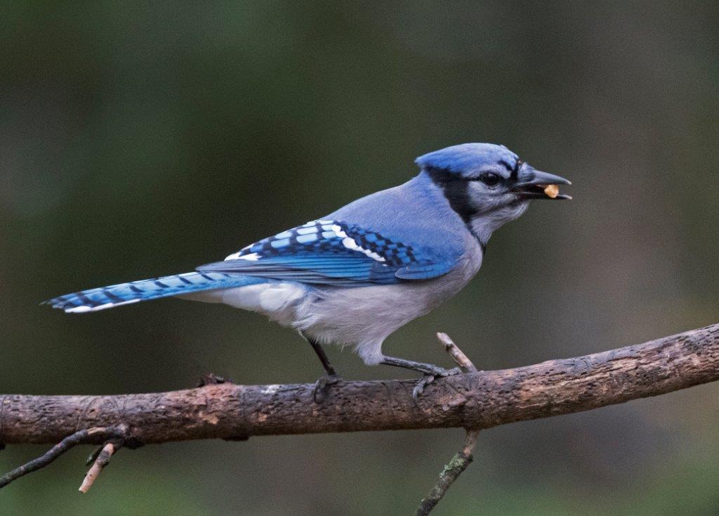 Blue jay