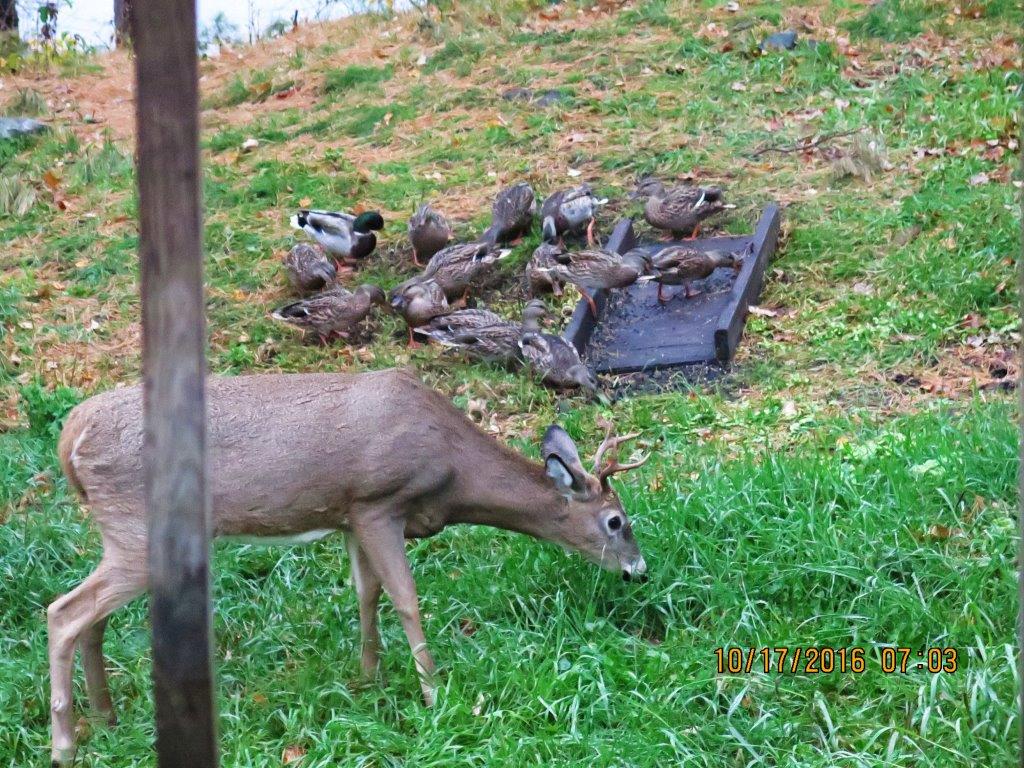 Deer and ducks