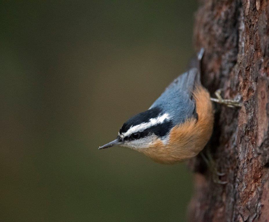 Red-breasted nuthatch