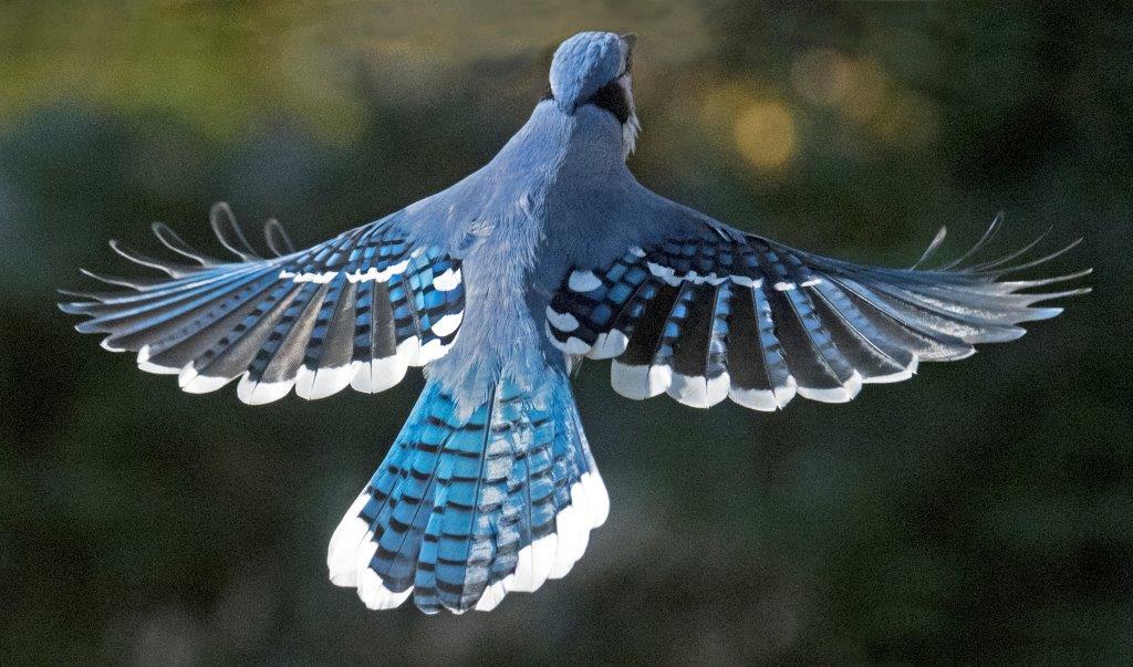 Blue jay flying up