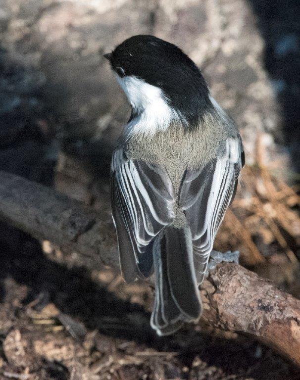 Chickadee