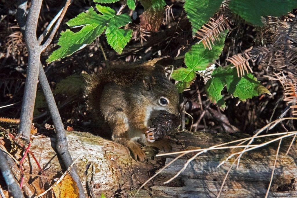 Red squirrel with cone