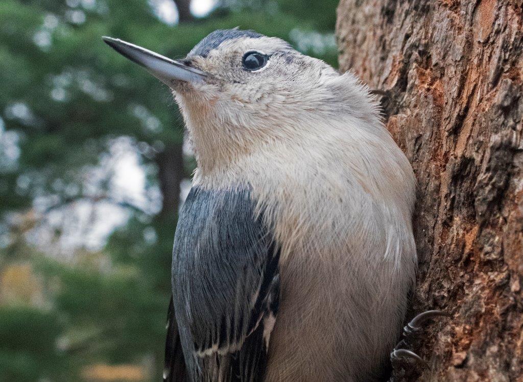 White-breasted nuthatch