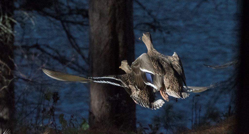 Mallards flying