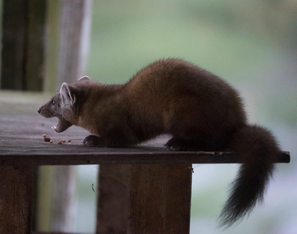 Pine Marten