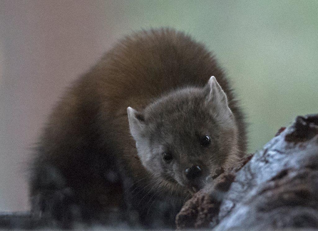 Pine Marten