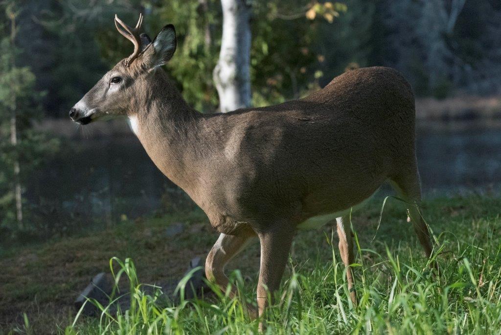 Fork horn yearling 