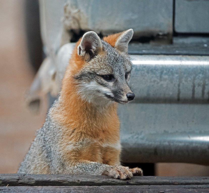 Gray fox