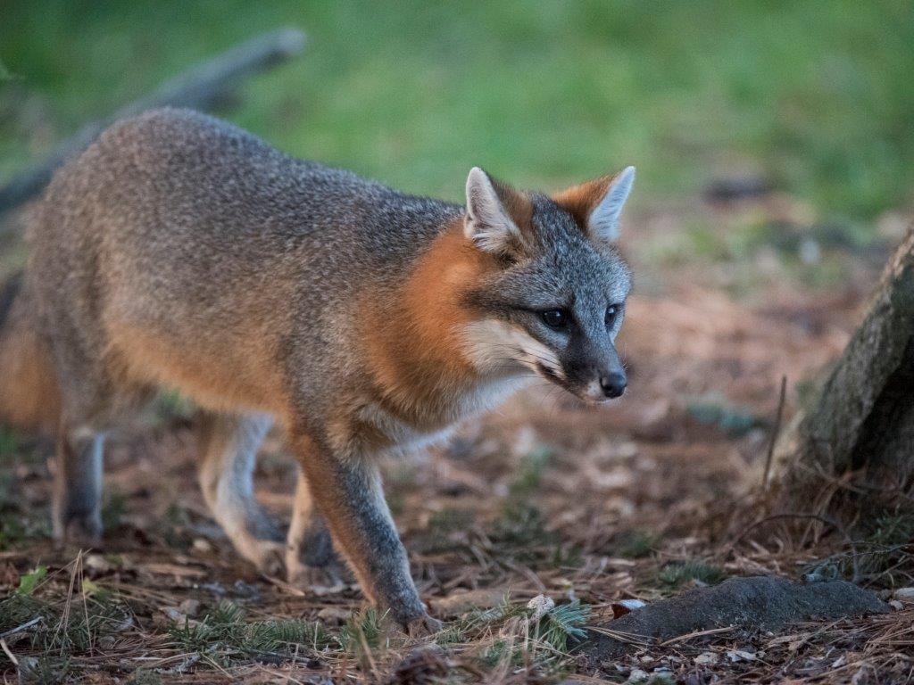 Gray fox on alert