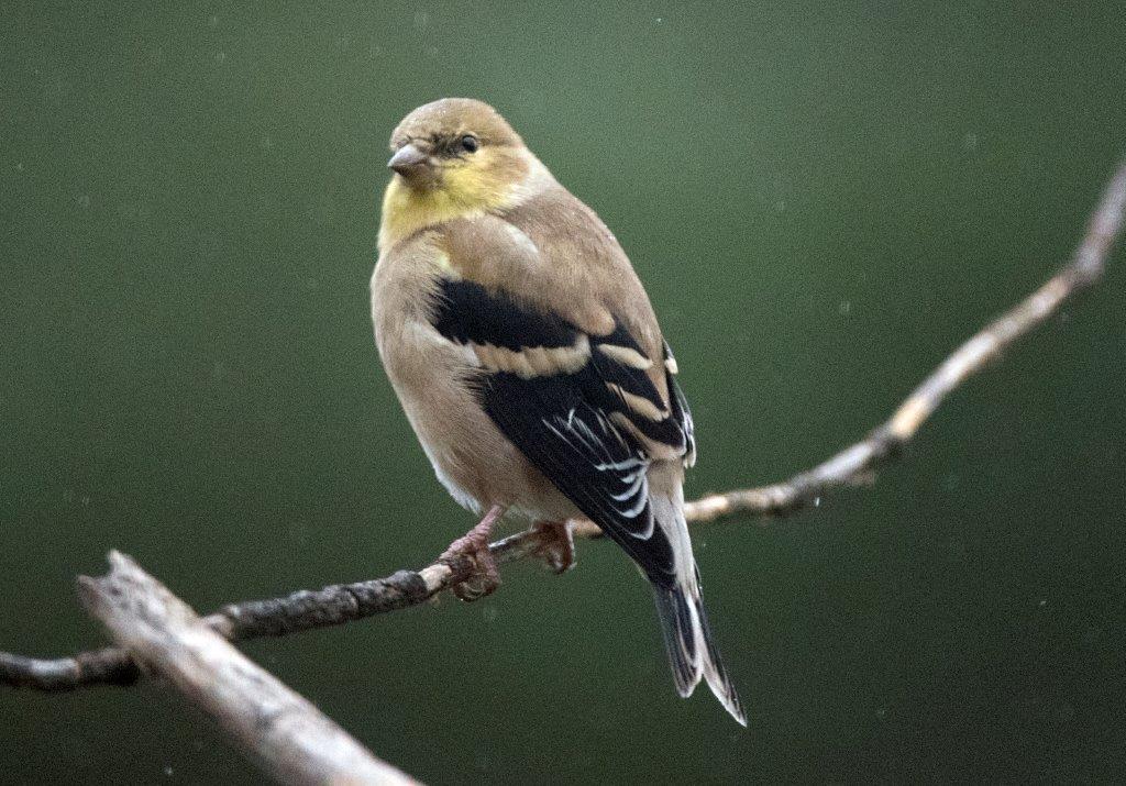 Goldfinch male