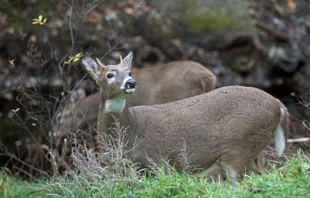 Frisky spikehorn buck