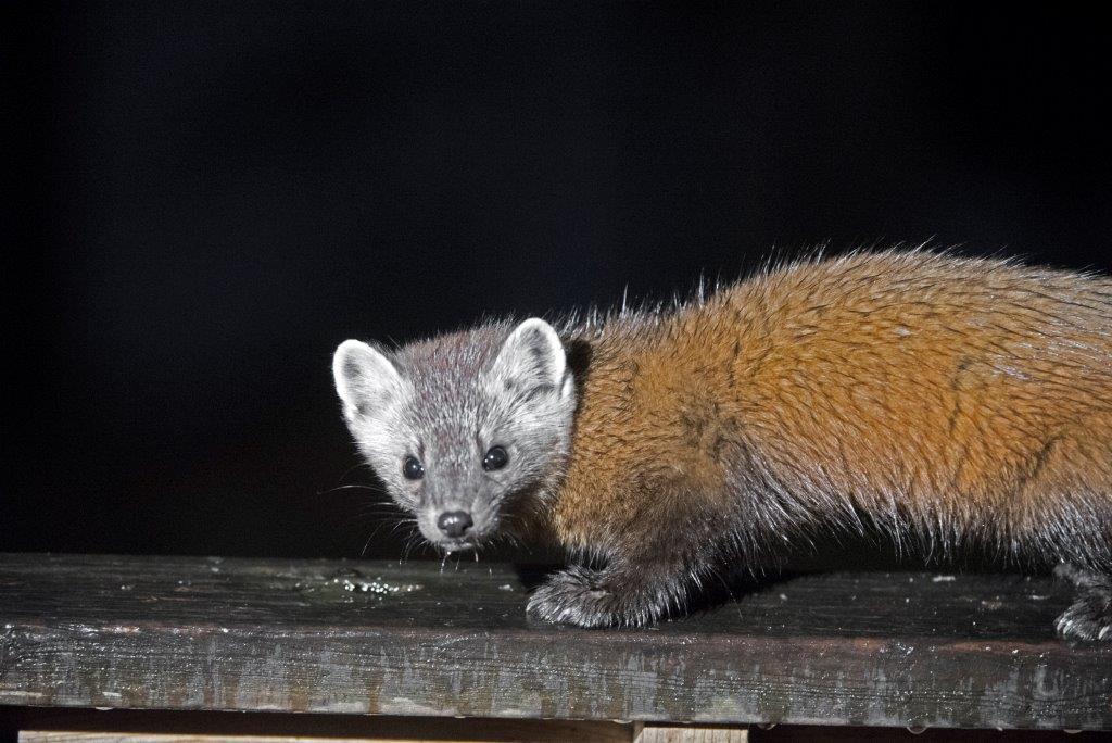 Pine marten