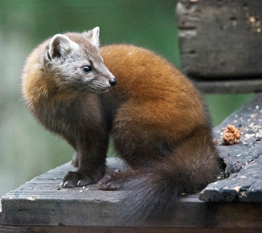 Pine marten female