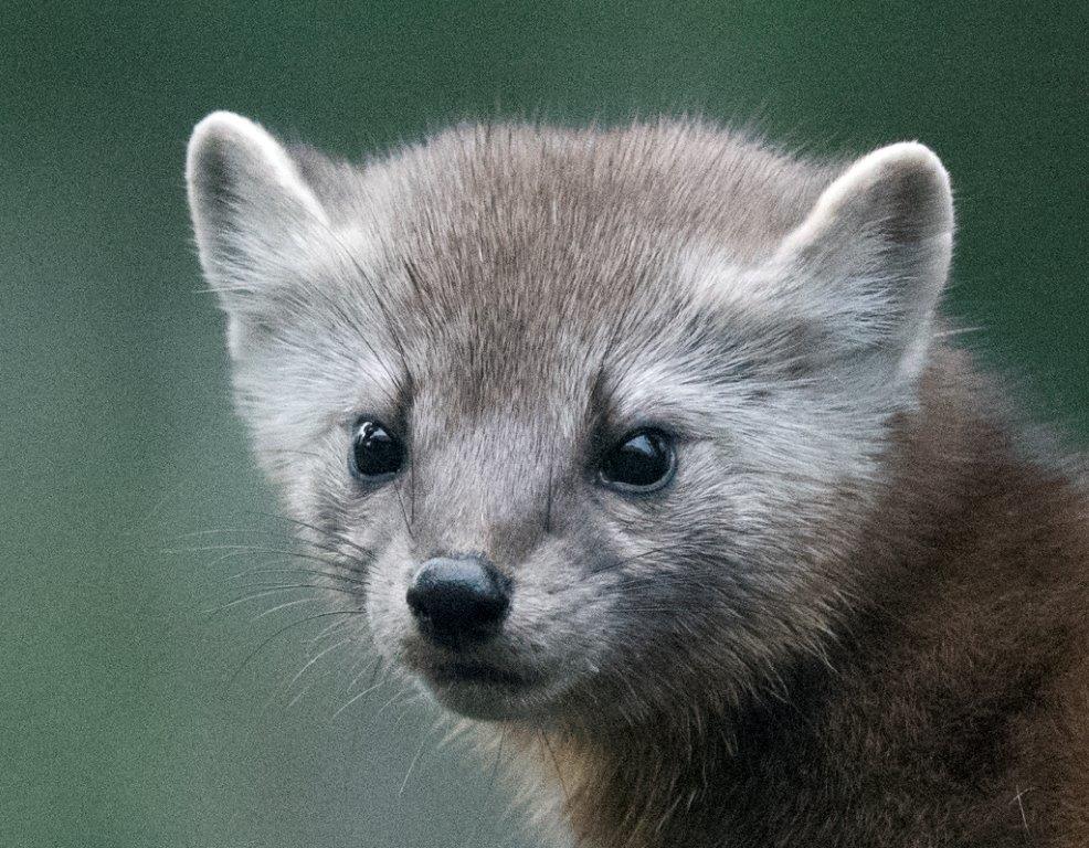 Pine marten female face