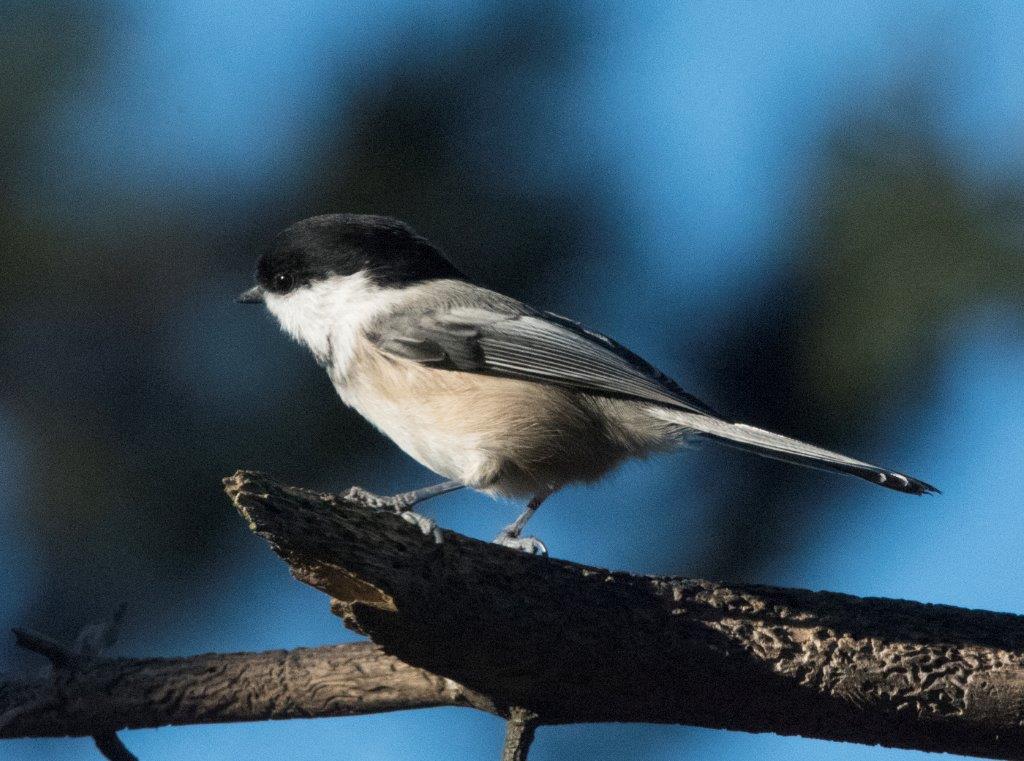 Chickadee